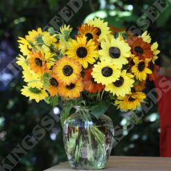 SUNFLOWER SOLUNA MIX SEEDS