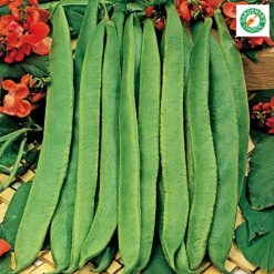 Runner Bean Scarlet Emperor