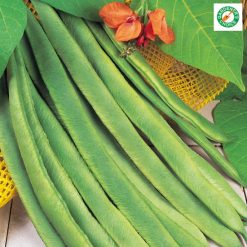 Runner Bean Enorma