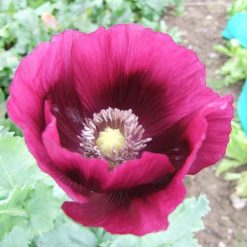 Papaver (Poppy Seeds) Somniferum Laurens Grape