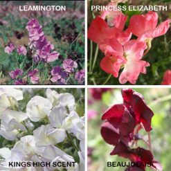 Sweet Pea Collection Pack Kings Fragrant Collection