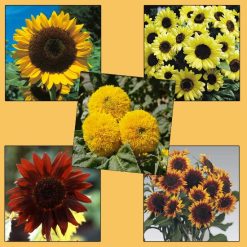 Sunflower Collection Pack
