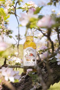 Whimple Orchards Cider 500ml Bottle