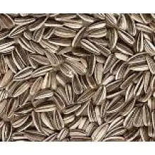 Bucktons Medium Stripe Sunflowers - 12.75kg