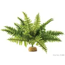 Exo Terra Boston Fern Rainforest Plant - Medium