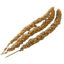 Millet Sprays Loose - 15kg
