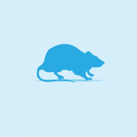 Monkfield Frozen Rat, Small, 5 Pack - 5pack