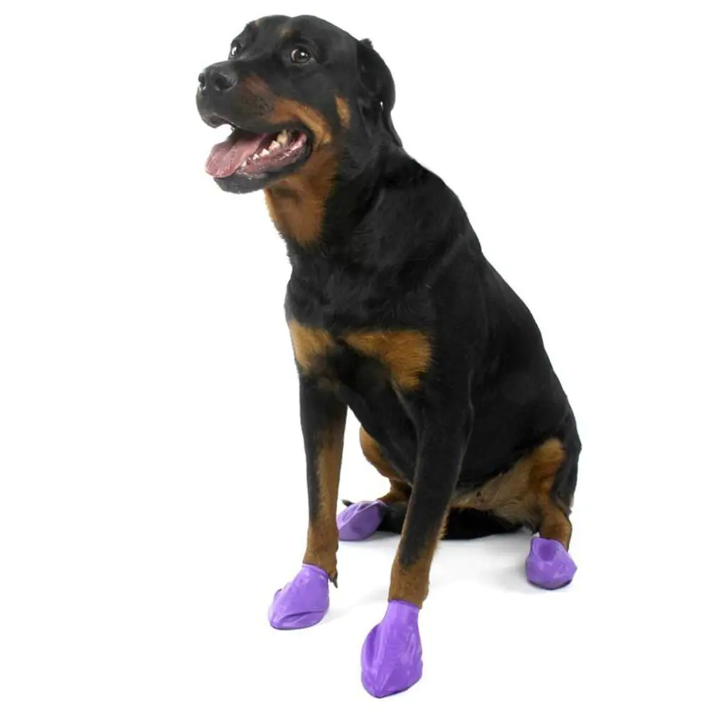 Buy Pawz Dog Boots Purple Large 12 pack Save with Heart Pet