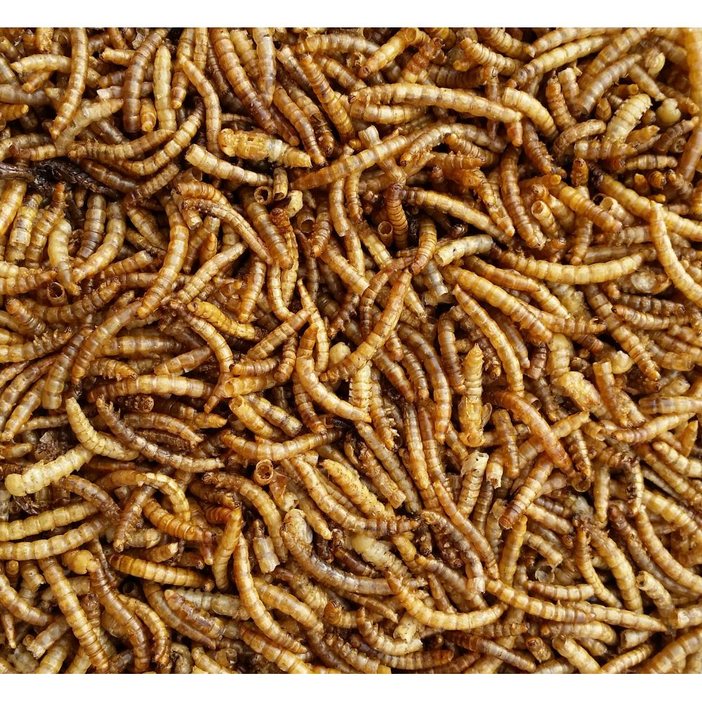 Supa Dried Mealworm - 12.55kg